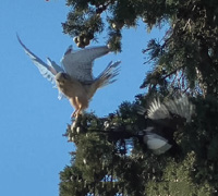kestrel-magpie 200x180w