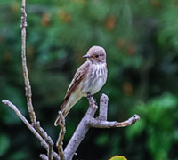 spotted-flycatcher 200x180