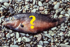 unidFish 270x180