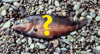 unidentifiedFish 200x108