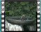 cirl bunting bath 5