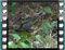 cirl bunting feeding immature with seeds 1