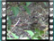 cirl bunting feeding immature with seeds 2