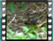 cirl bunting feeding immature with seeds 3