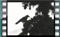 Hooded Crow 00001