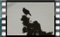 Hooded Crow 00002a