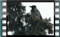 Hooded Crow 00008b