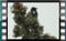 hooded-crow 00000 11.12.2015