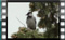 hooded-crow 00000 11.12.2015b