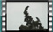 hooded-crows&magpie 23.01.2017 00001cr