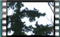 hooded.crows M2U00071cr