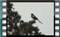 magpie-00003