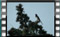 magpie-00004-cr-a