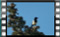 magpie-21.01.2017-00000