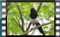 magpie-3.1.2016-00017cr