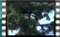 magpie 00005 19.12.2015cr