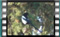 magpie 00011b