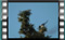 magpie 15.12.2017-00039cr