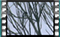 magpie M2U00889 1 