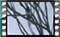 magpie M2U00889 2