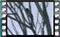 magpie M2U00889 b