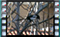 magpie M2U00901