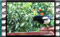 magpie coconut-25-3-2016-00004