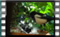 magpies 2019-03-07-17-03-13crw