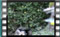 Chaffinch-and-relatives M2U00426
