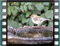 Chaffinch 20070312-09.49.27