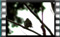 chaffinch-00006