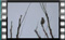 chaffinch-18.01.2017-00026