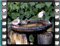 chaffinch et al bath