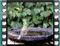 chaffinch water 2