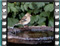 chaffinch water 3