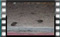 chaffinches-00017