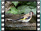 goldfinch bath 2