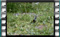 goldfinch feeding 1