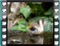 goldfinch immature semidry bath
