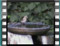 goldfinch-juvenile-dryclean-8