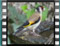 goldfinches-CLOSEUP-0