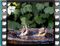 goldfinches bath