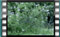goldfinches M2U00015