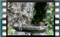 goldfinches M2U00535