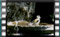 goldfinches M2U00573