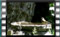 goldfinches M2U00609