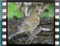 FLWROS-juvenile CLOSEUP-01cr