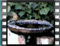 Greenfinch-immature-1cr