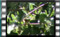 Greenfinch M2U00063