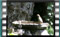 Greenfinch M2U00562